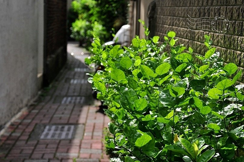 安平老街茉莉巷