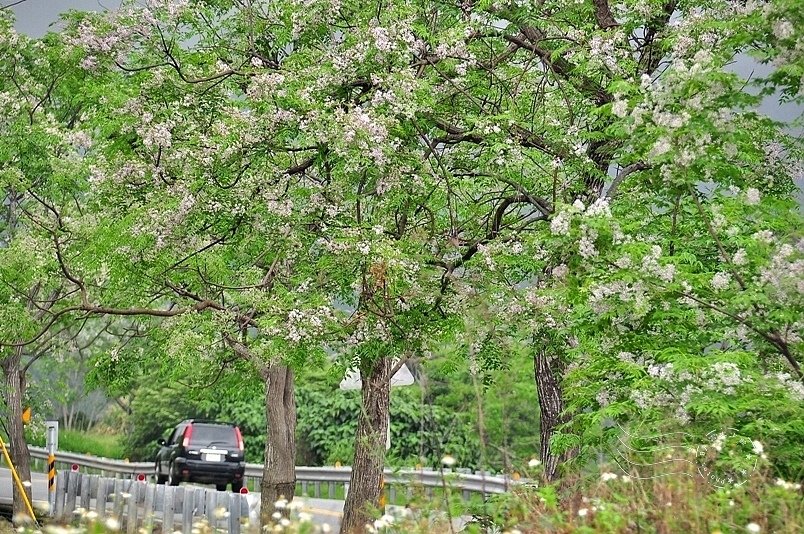 玉長公路苦楝樹