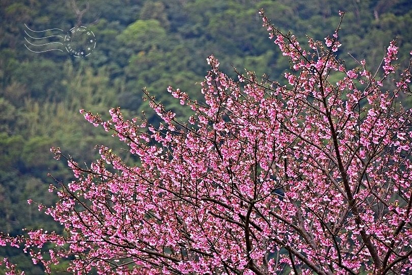 平菁街42巷寒櫻