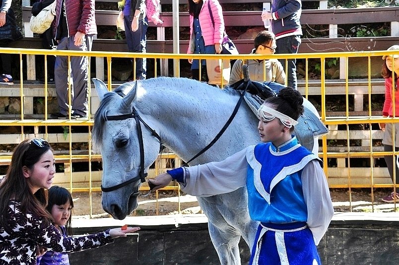 清境農場馬術秀