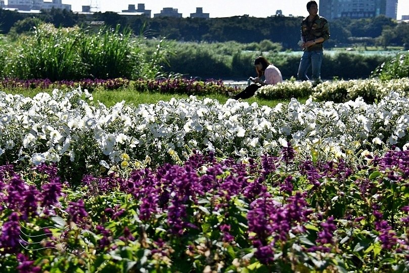 公館寶藏巖花海