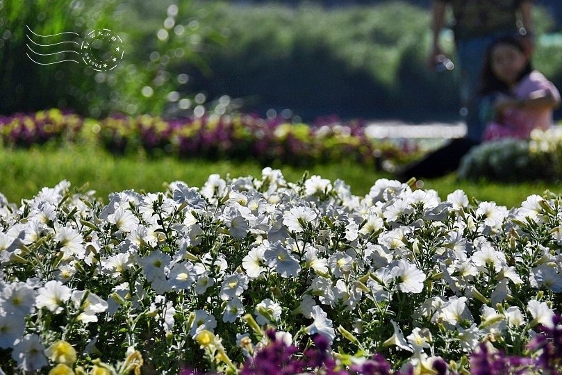 公館寶藏巖花海