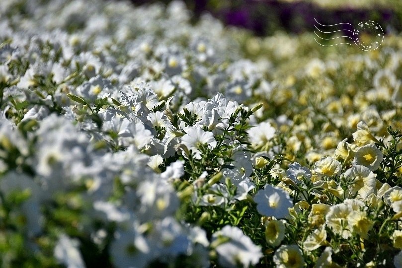 公館寶藏巖花海