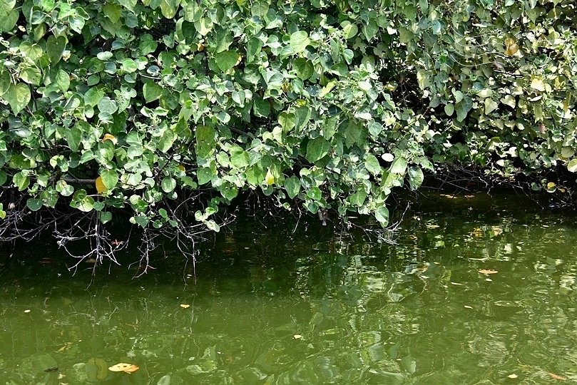 台南四草紅樹林綠色隧道