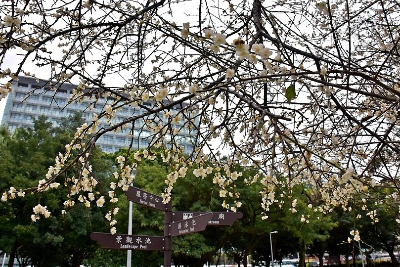 榮星花園梅花