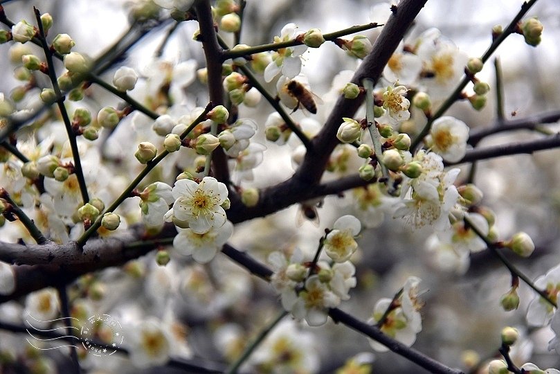 榮星花園梅花