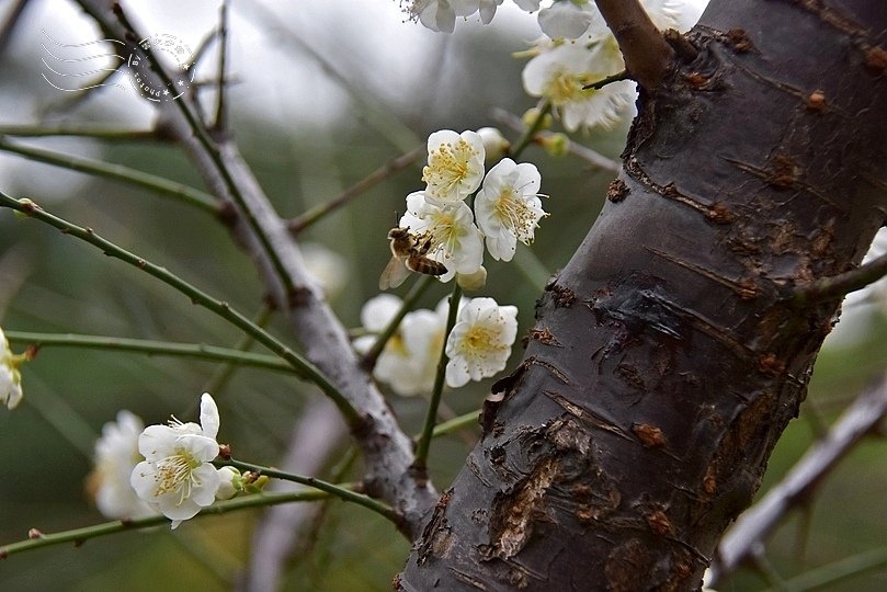 榮星花園梅花