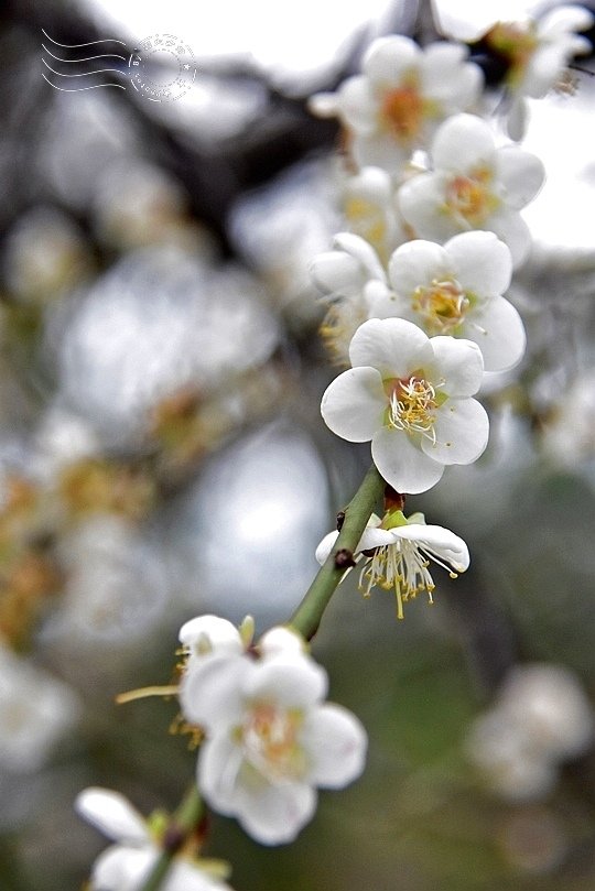 榮星花園梅花