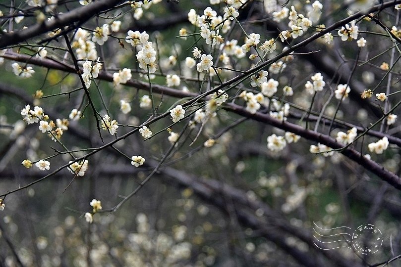 榮星花園梅花