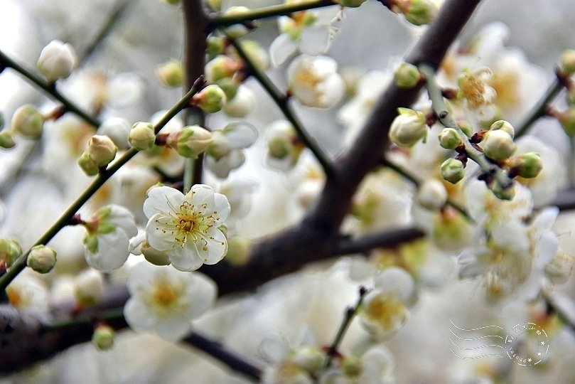 榮星花園梅花