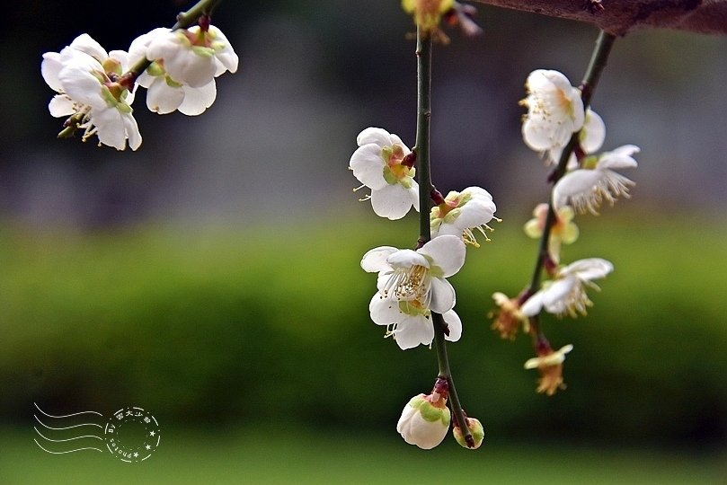 榮星花園梅花