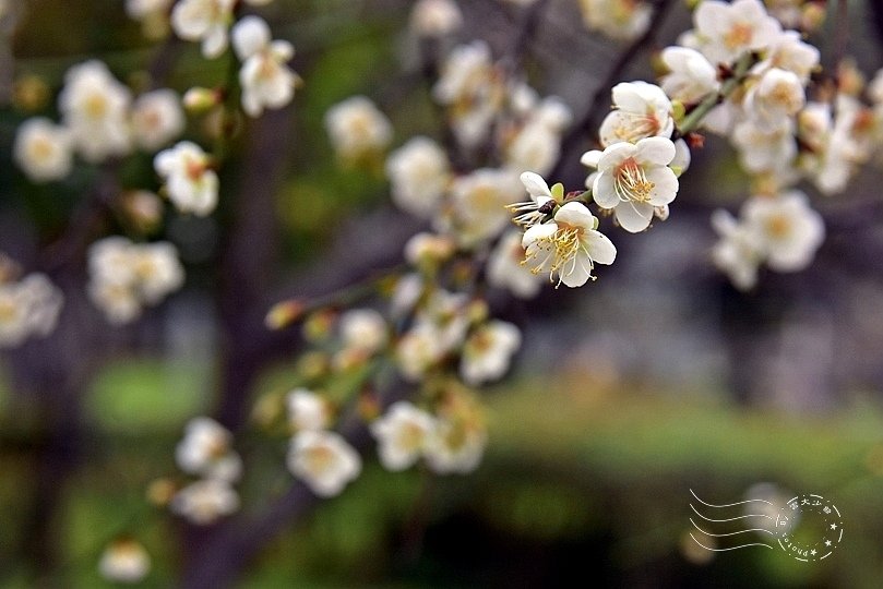 榮星花園梅花