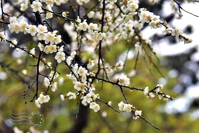 榮星花園梅花