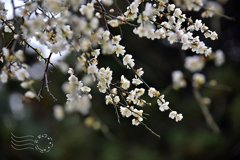 榮星花園梅花