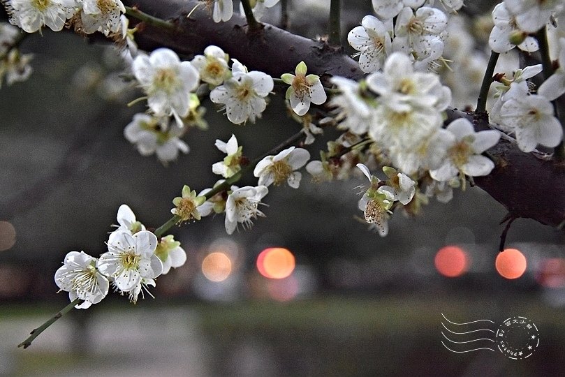 榮星花園夜梅