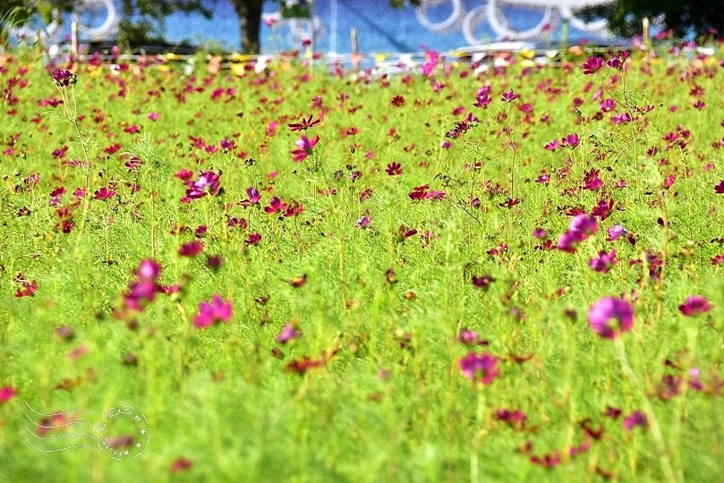 美堤河濱公園花海