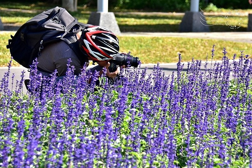 古亭河濱公園花海