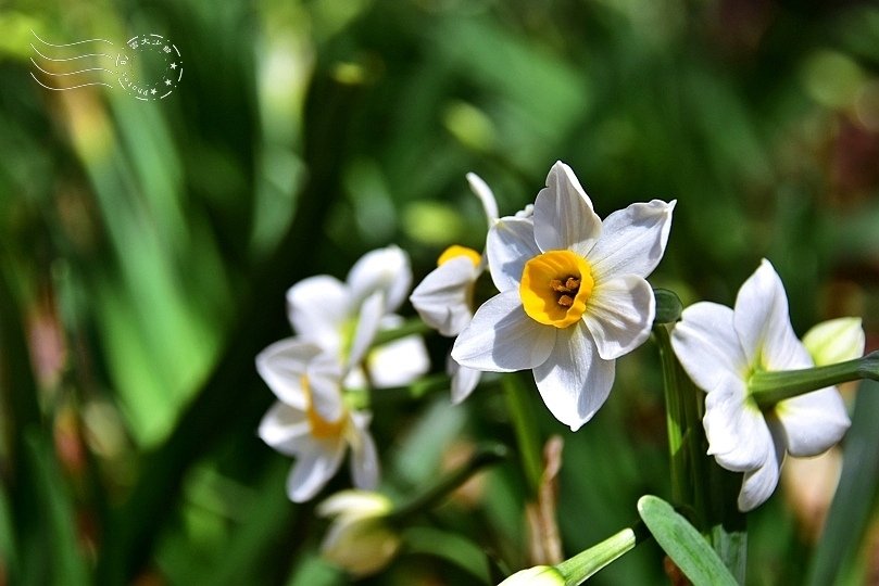 武陵農場水仙花