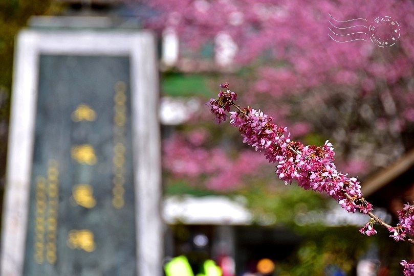 武陵農場櫻花