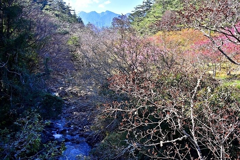 武陵農場高山溪