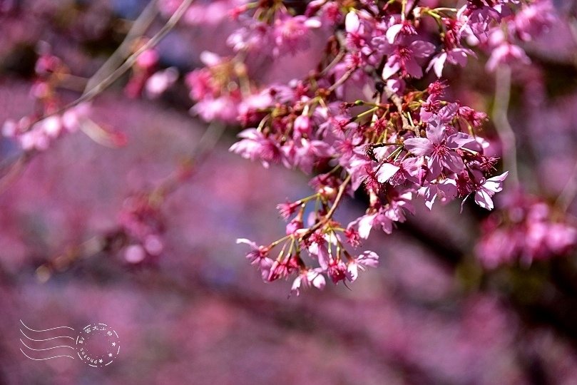 武陵茶莊櫻花