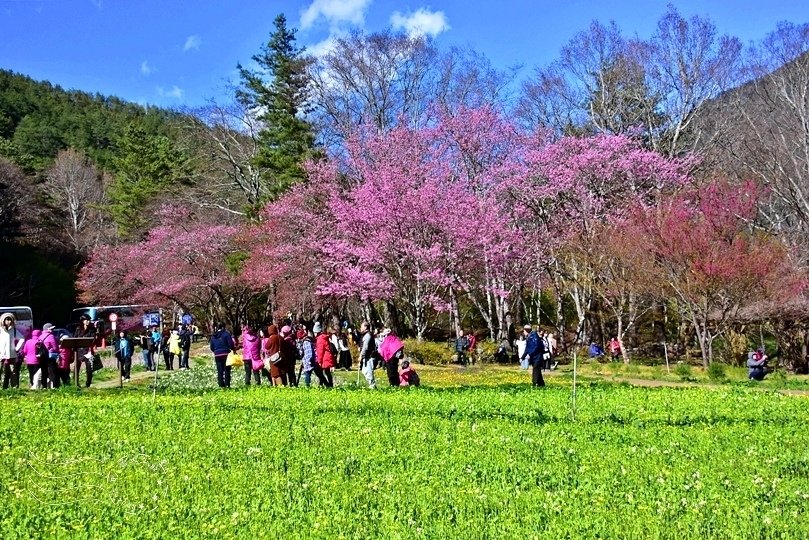 武陵農場櫻花