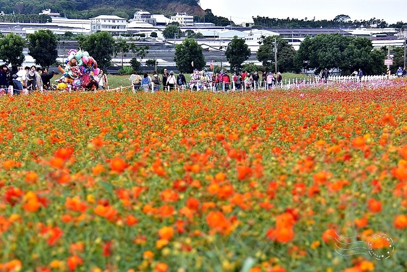 2020台中新社花海