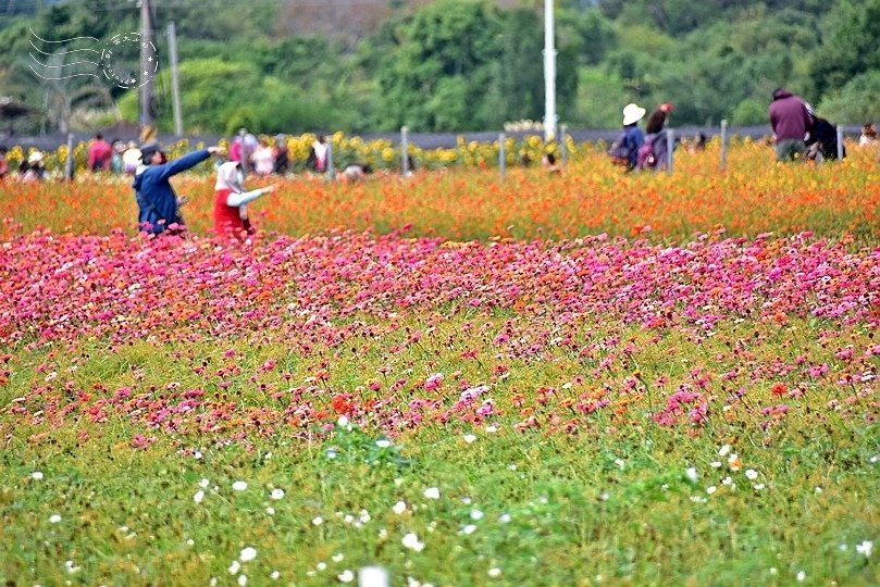 2020台中新社花海