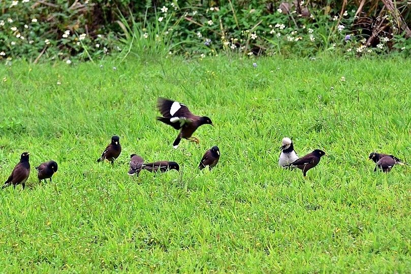 中正河濱公園家八哥