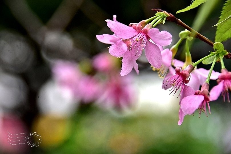 安東街櫻花