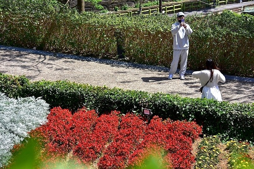 三層崎公園花海