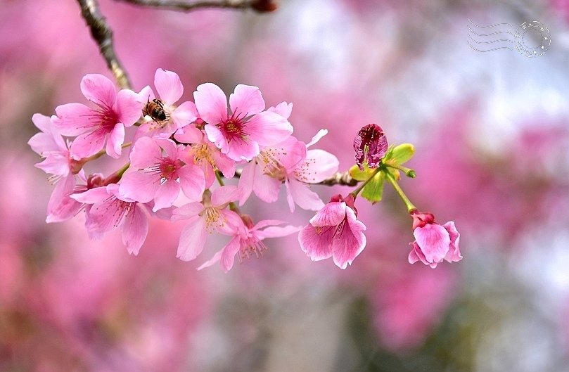 巧克力雲莊:櫻花