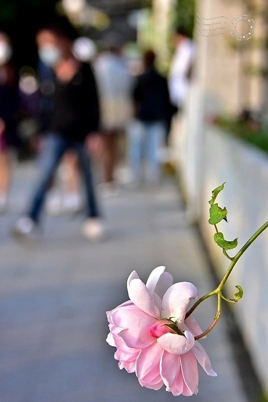 玫瑰