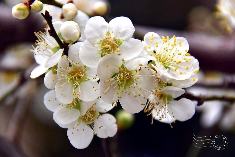 梅子夢工廠:梅花