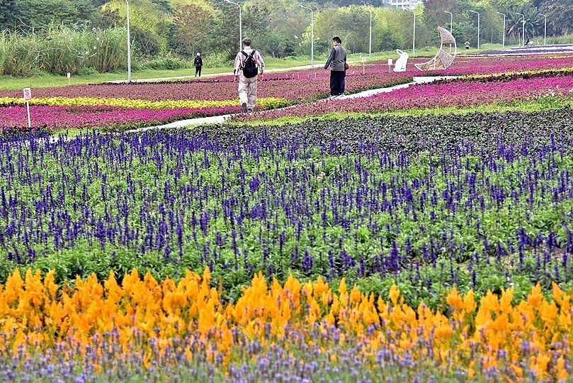 古亭河濱公園花海