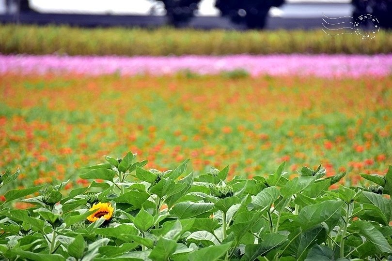 2023臺中國際花毯節