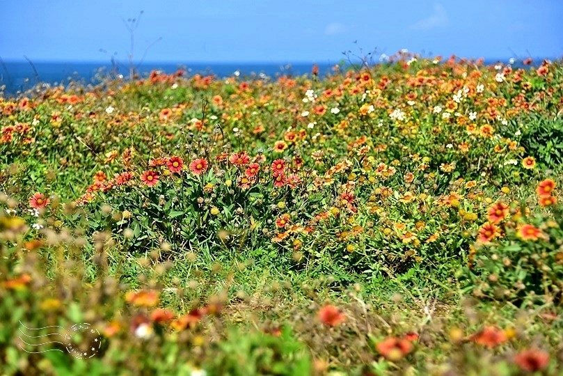 富貴角公園天人菊