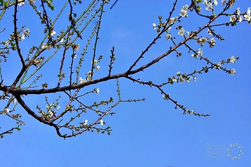 士林官邸:梅花