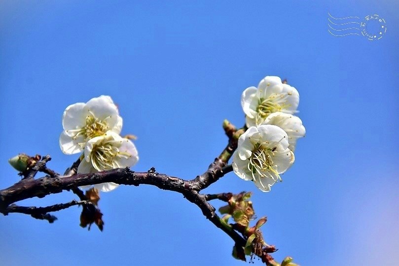 士林官邸:梅花