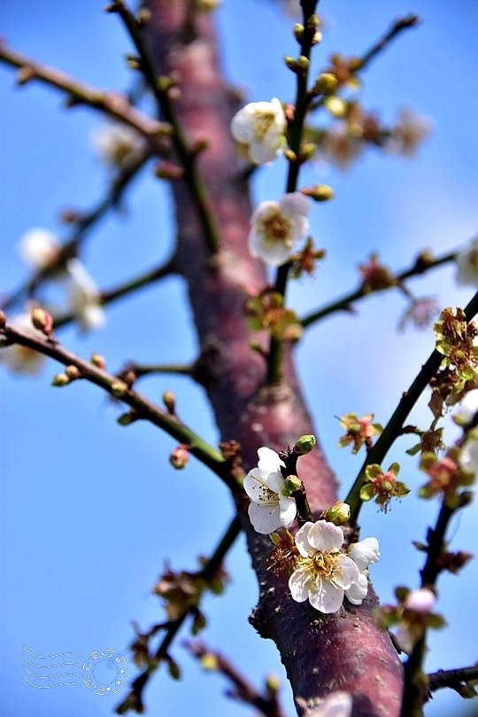 士林官邸:梅花