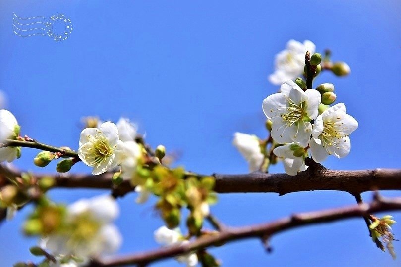 士林官邸:梅花