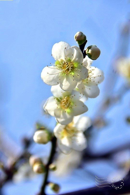 士林官邸:梅花