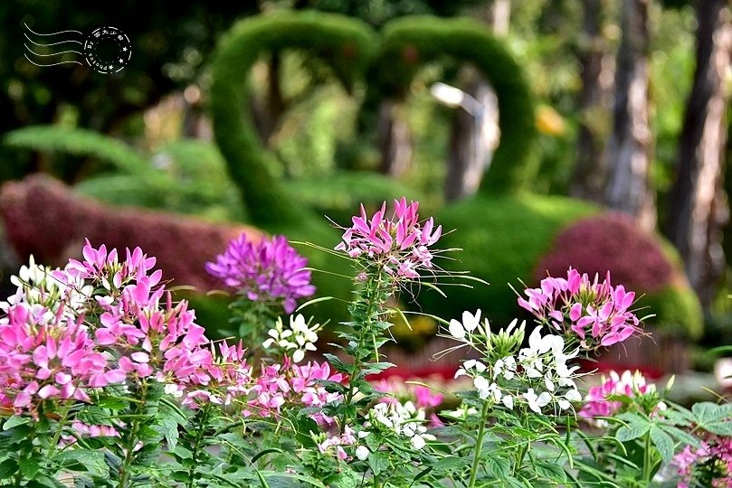 士林官邸:醉蝶花