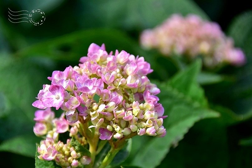 士林官邸:繡球花