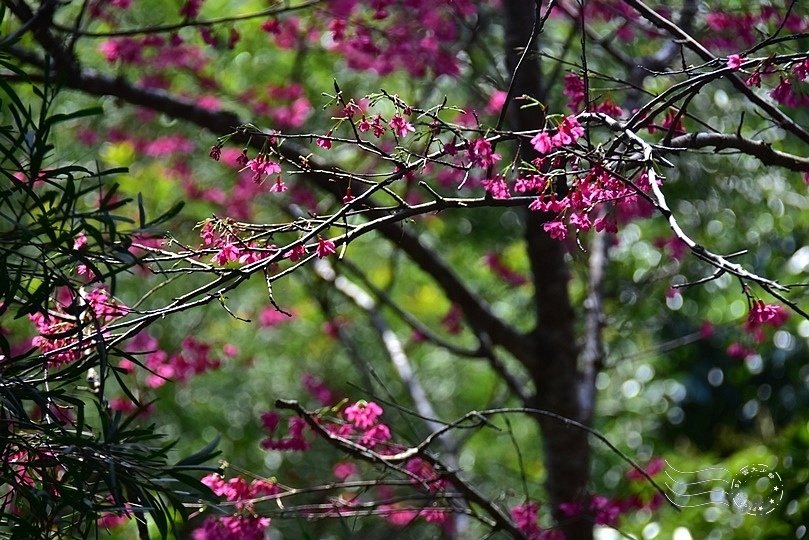 鄭漢紀念步道櫻花