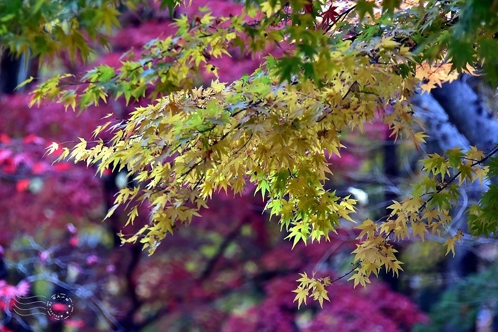 【伽倻山海印寺】楓紅