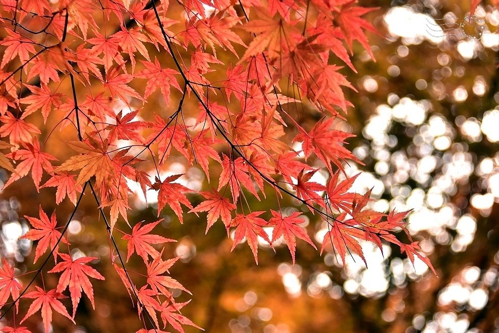 【伽倻山海印寺】楓紅