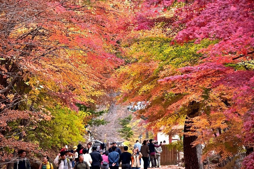 【伽倻山海印寺】楓紅