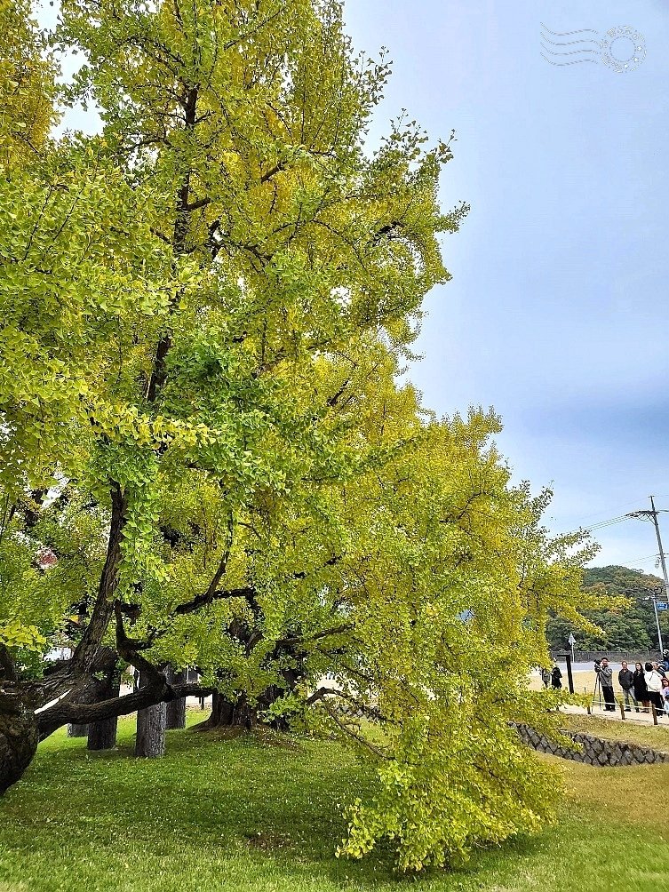 大邱道東書院400年銀杏樹