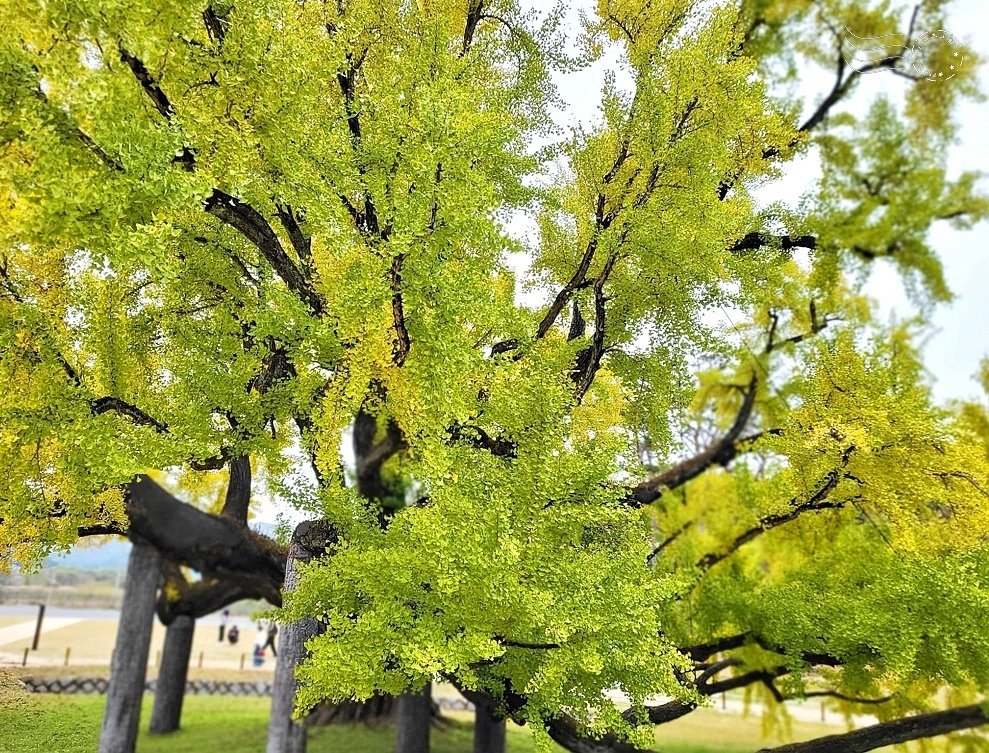 大邱道東書院400年銀杏樹